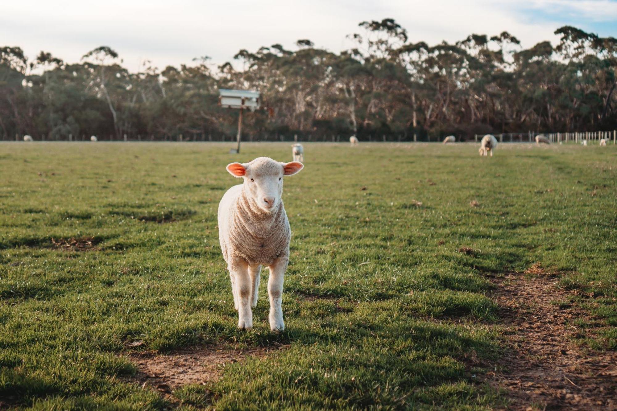 Freshwater Creek Cottages & Farm Stay Torquay Exterior foto